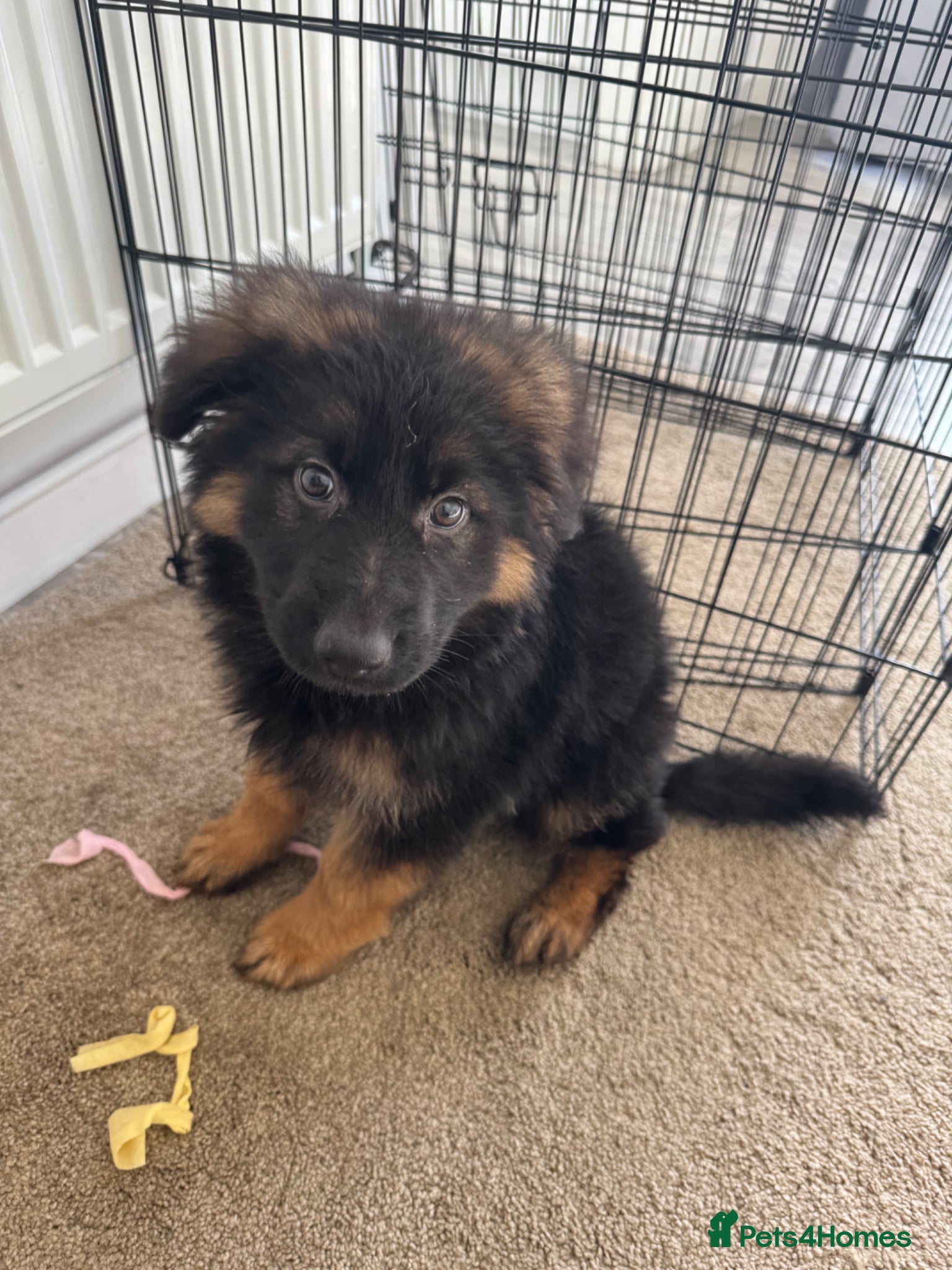German Shepherd dogs 9 week old Male German shepherd  - Advert 1