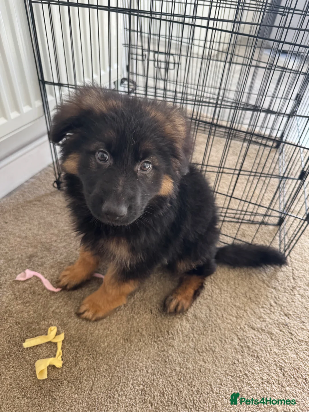 German Shepherd dogs for sale: 9 week old Male German shepherd  - Advert 1