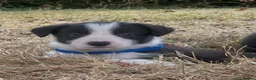 Border Collie dogs for sale: Stunning Border Collie Puppies in Llandovery - Advert 9