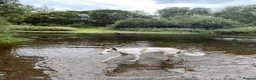 Mixed Breed dogs for sale: Brother & Sister  in Cumnock - Advert 2