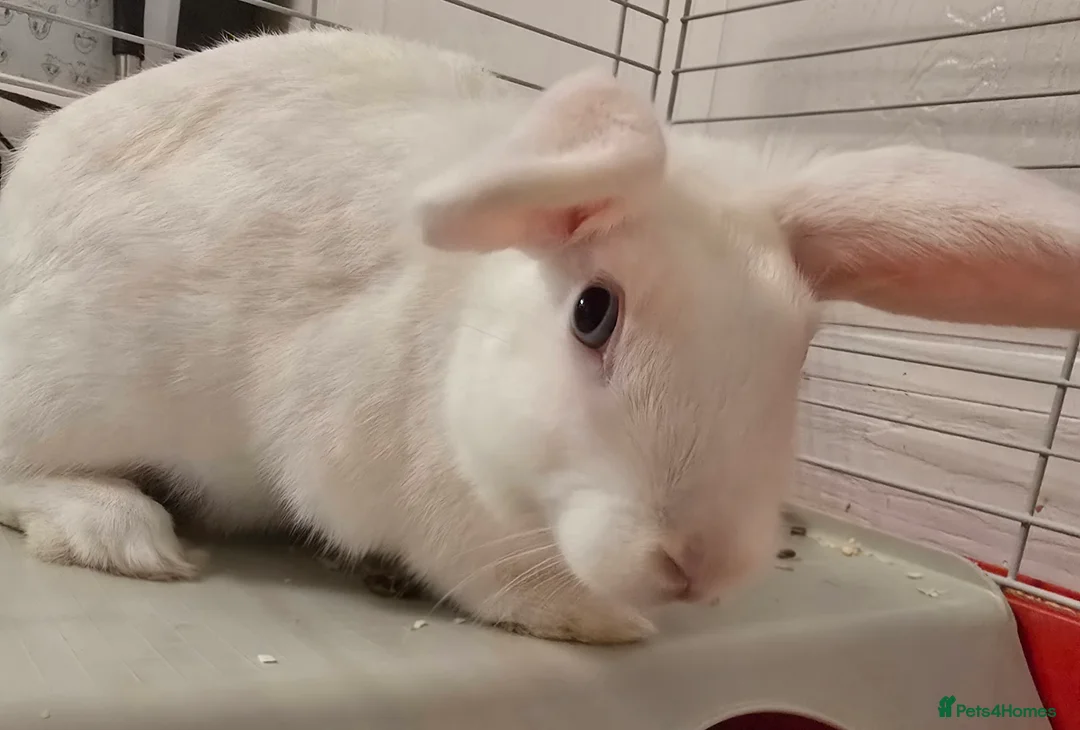 Rex rabbits for sale: Mini rex - Advert 2