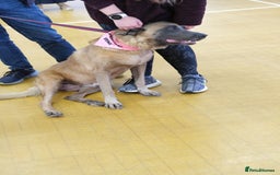 Mixed Breed dogs for adoption: Ava. Norwich Norfolk  - Image 23