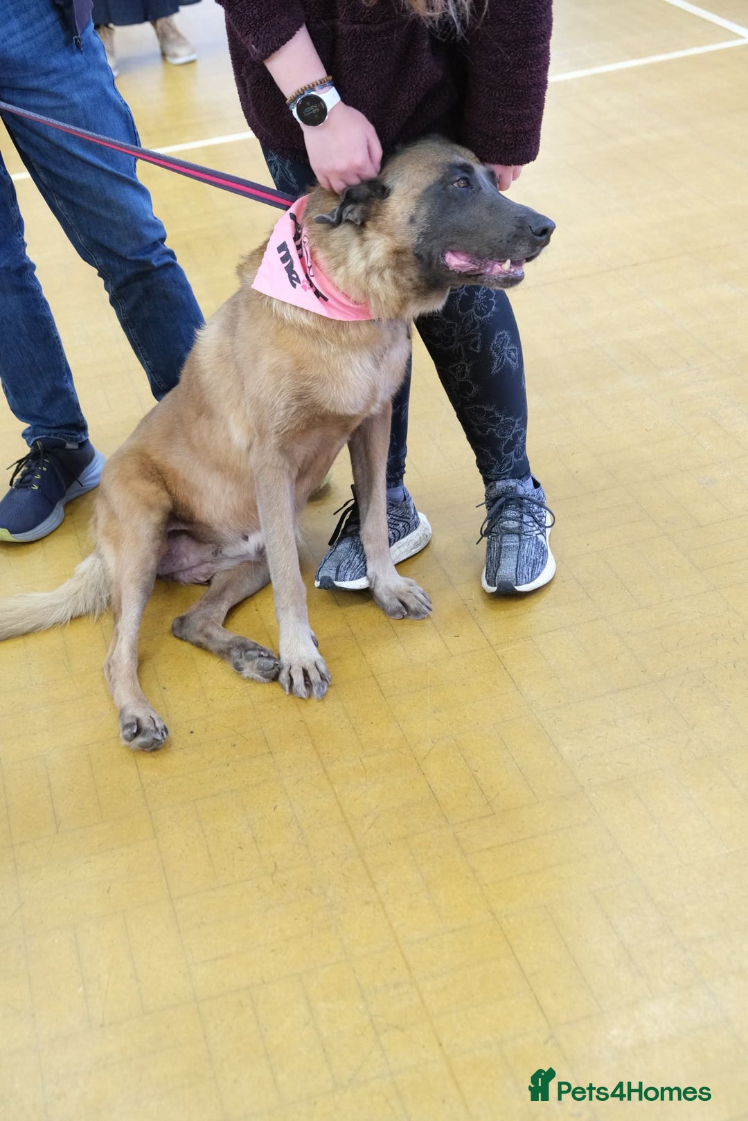 Mixed Breed dogs for adoption: Ava. Norwich Norfolk  - Image 23