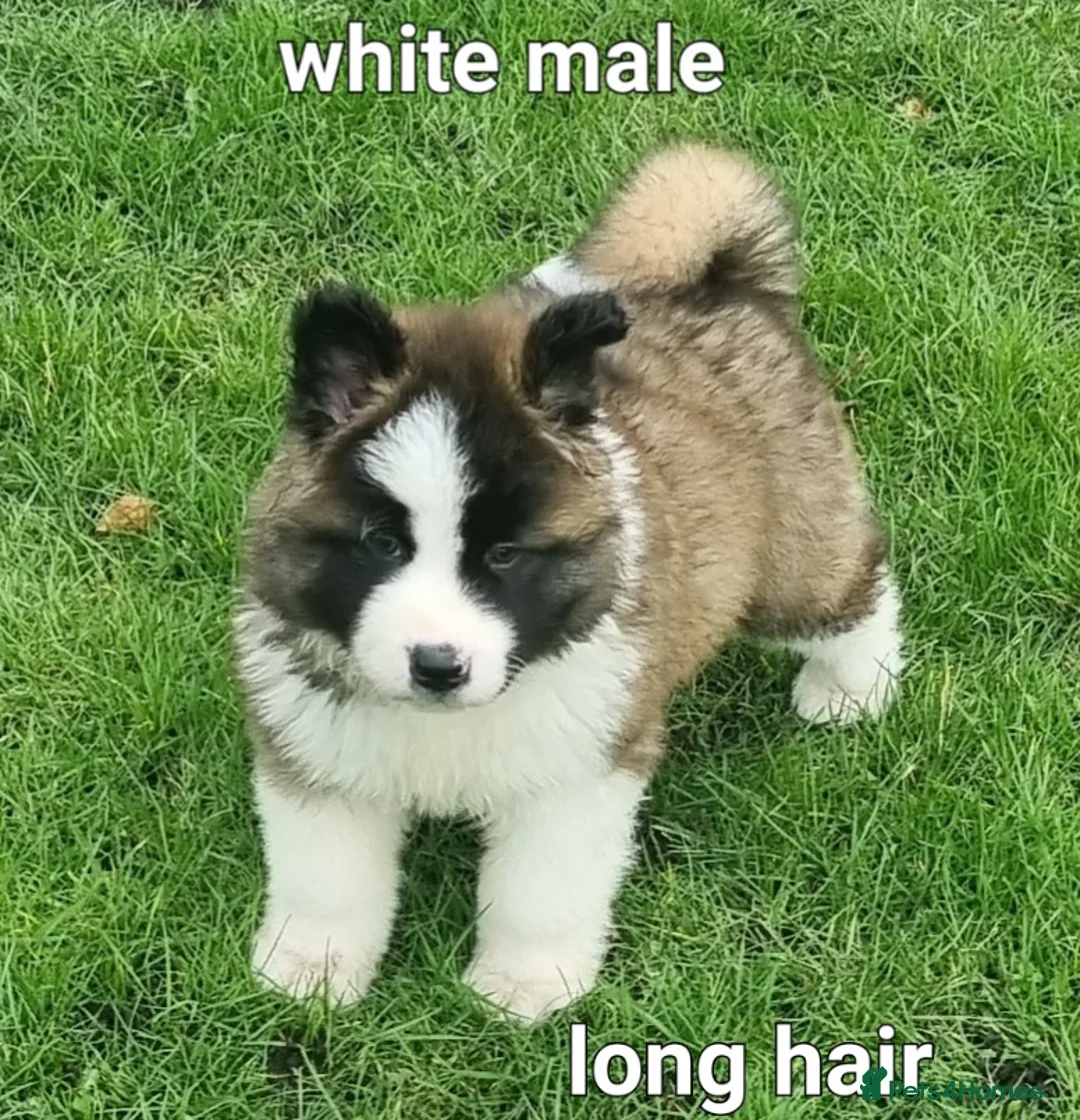 Akita dogs for sale: 9 weeks old Akita pups READY  - Advert 6