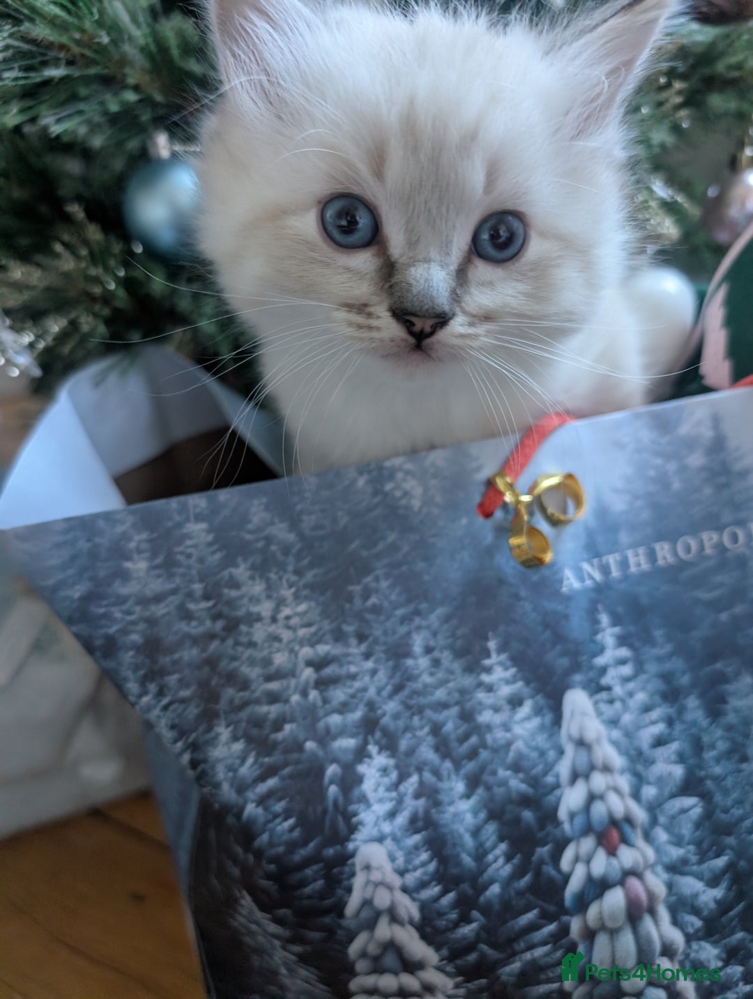 Ragdoll cats for sale:  🐾 Beautiful Ragdoll Kittens Available 🐾 - Advert 4