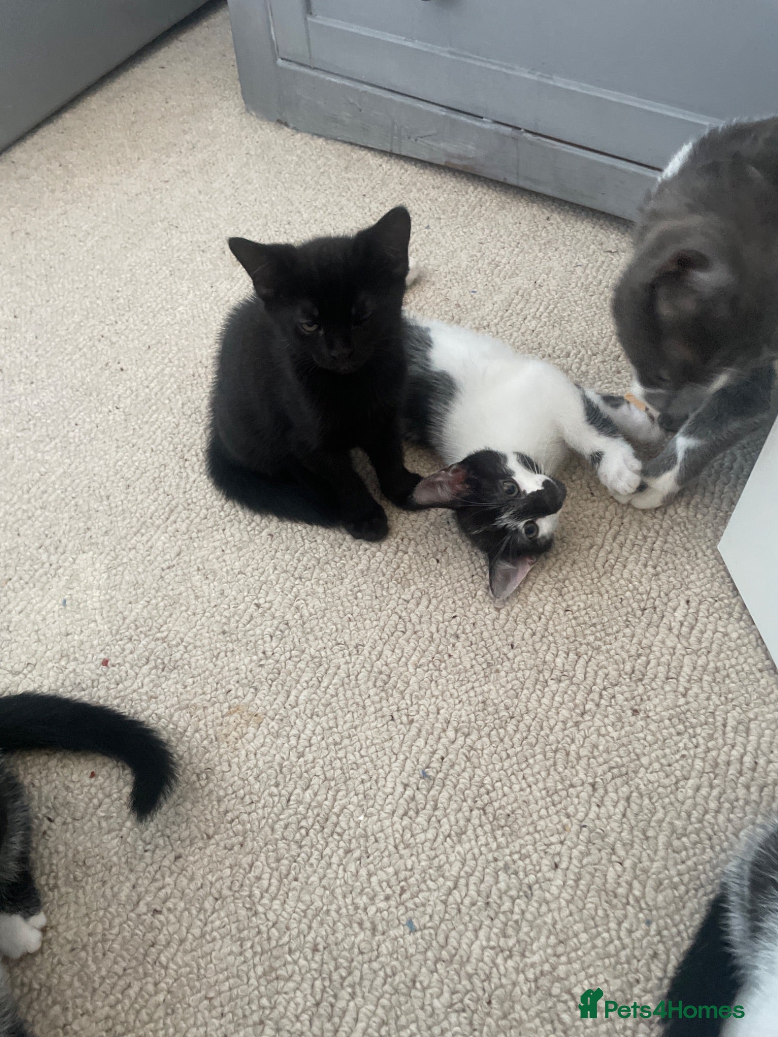 Mixed Breed cats Kittens for sale  - Advert 1