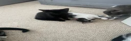 Mixed Breed cats for sale: Kittens for sale  in Swindon - Advert 1