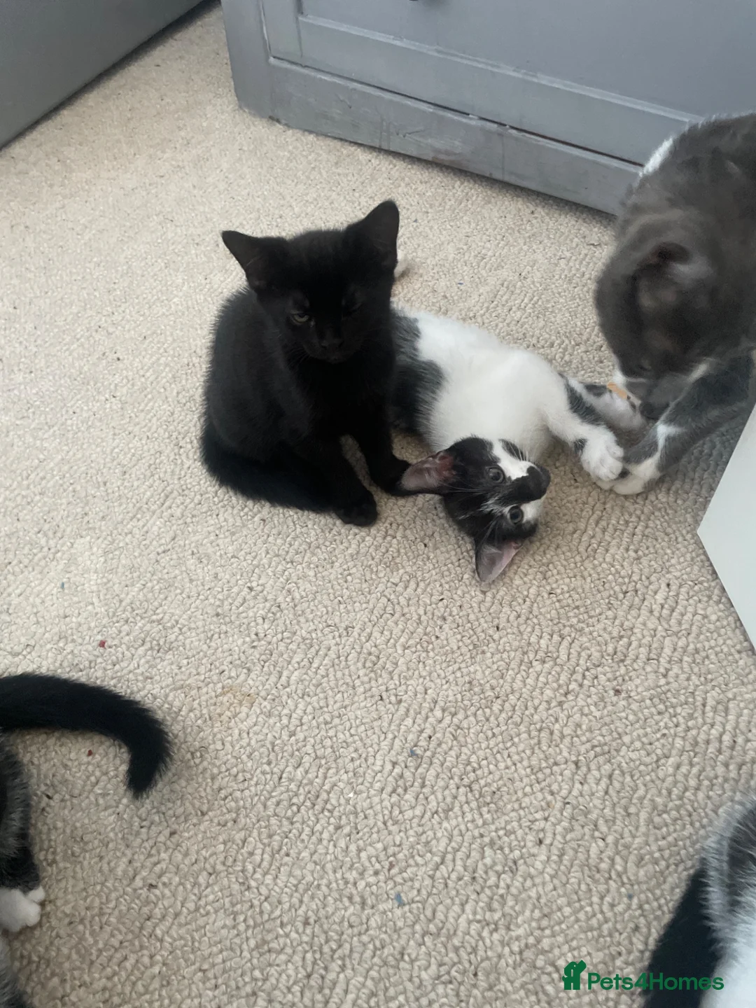 Mixed Breed cats for sale: Kittens for sale  in Swindon - Advert 1