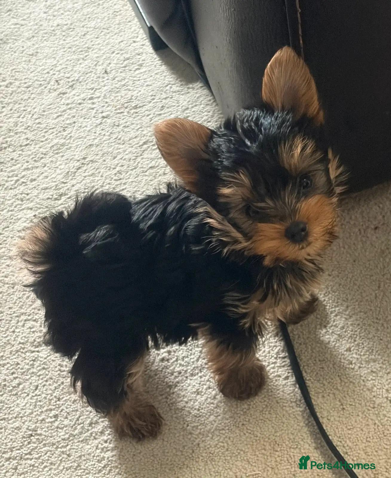 Yorkshire Terrier dogs for sale: Beautiful Yorkshire Terrier puppies for good homes - Advert 2