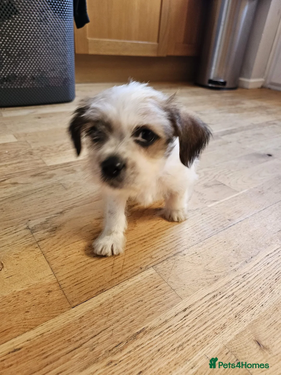 Mixed Breed dogs for sale: Shin tzu cross puppies - Advert 6