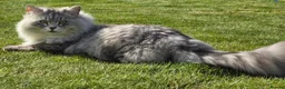 Siberian cats for sale: Siberian kittens 2 boys - Advert 5