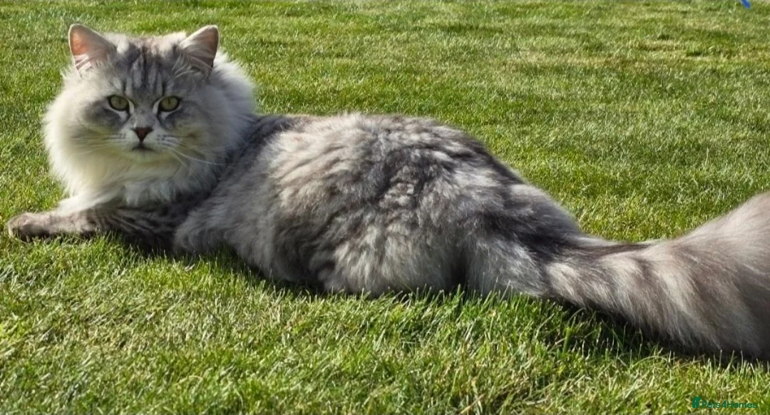 Siberian cats for sale: Siberian kittens 2 boys - Advert 5