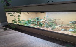 Corn Snake reptiles for sale: Corn Snake  - Advert 6