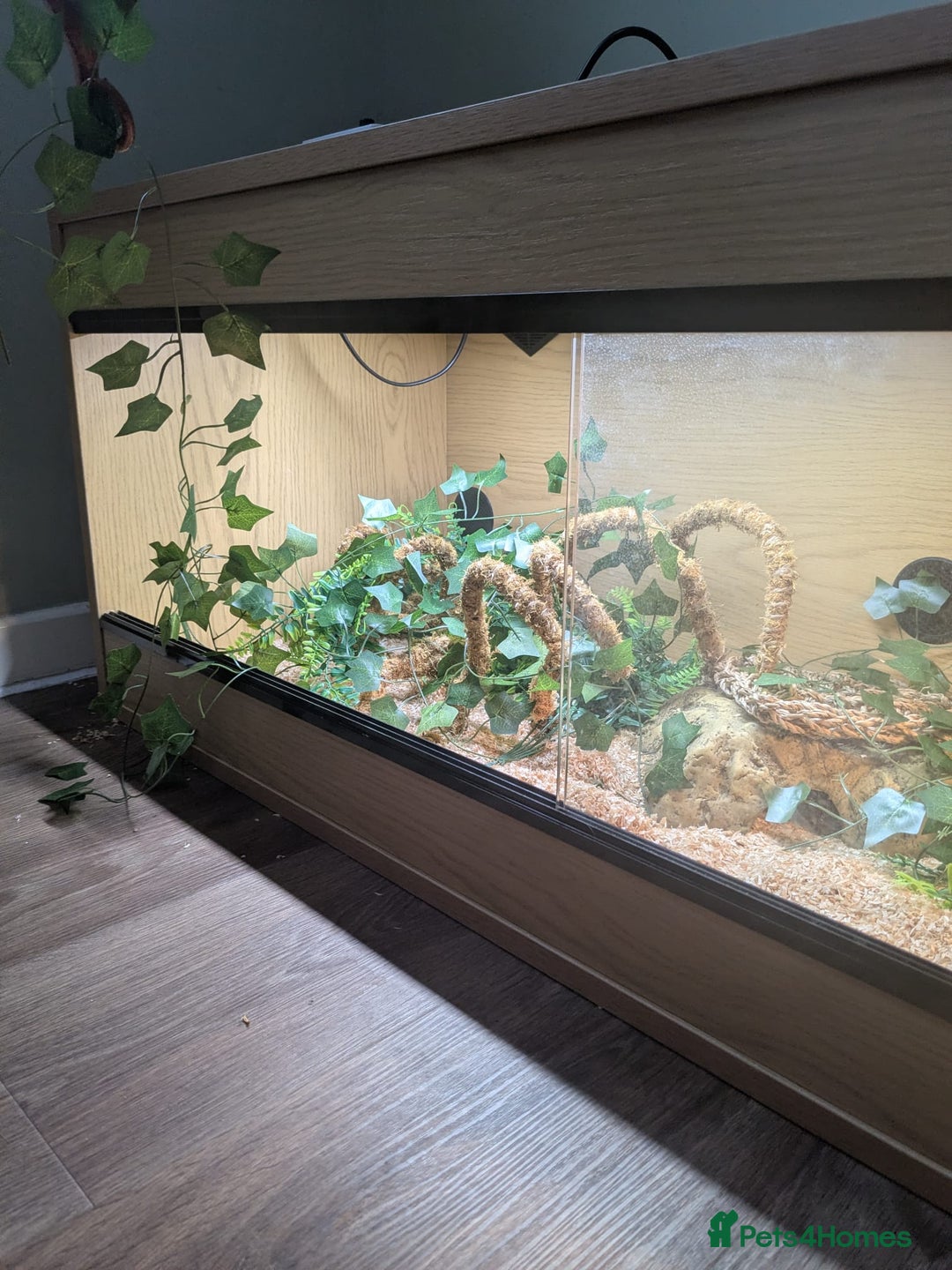 Corn Snake reptiles for sale: Corn Snake  - Advert 6