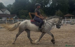 Connemara horses for sale: Hallie the Connie cross  - Image 1