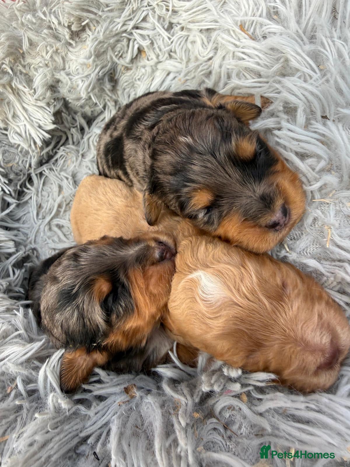 Cockapoo dogs for sale: Stunning Toy Cockapoo Puppies  - Advert 1