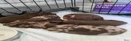 Dachshund dogs for sale: 5 mini daschund puppies are looking for home - Advert 12