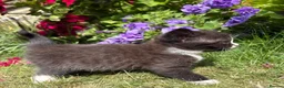 Exotic cats for sale: Exotic cross kitten  - Advert 7