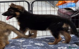 German Shepherd dogs for sale: ⭐️Quality KC Reg Long Coat German Shepherd Pups⭐️  - Image 21