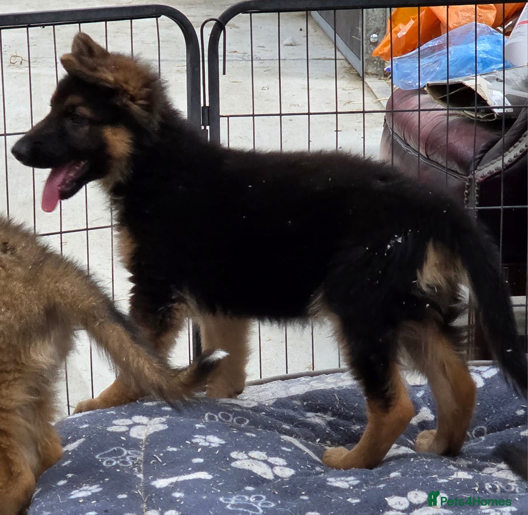 German Shepherd dogs for sale: ⭐️Quality KC Reg Long Coat German Shepherd Pups⭐️  - Image 21