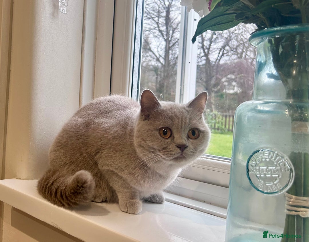 British Shorthair cats for sale: Tica Registered British Shorthair kittens - Advert 6