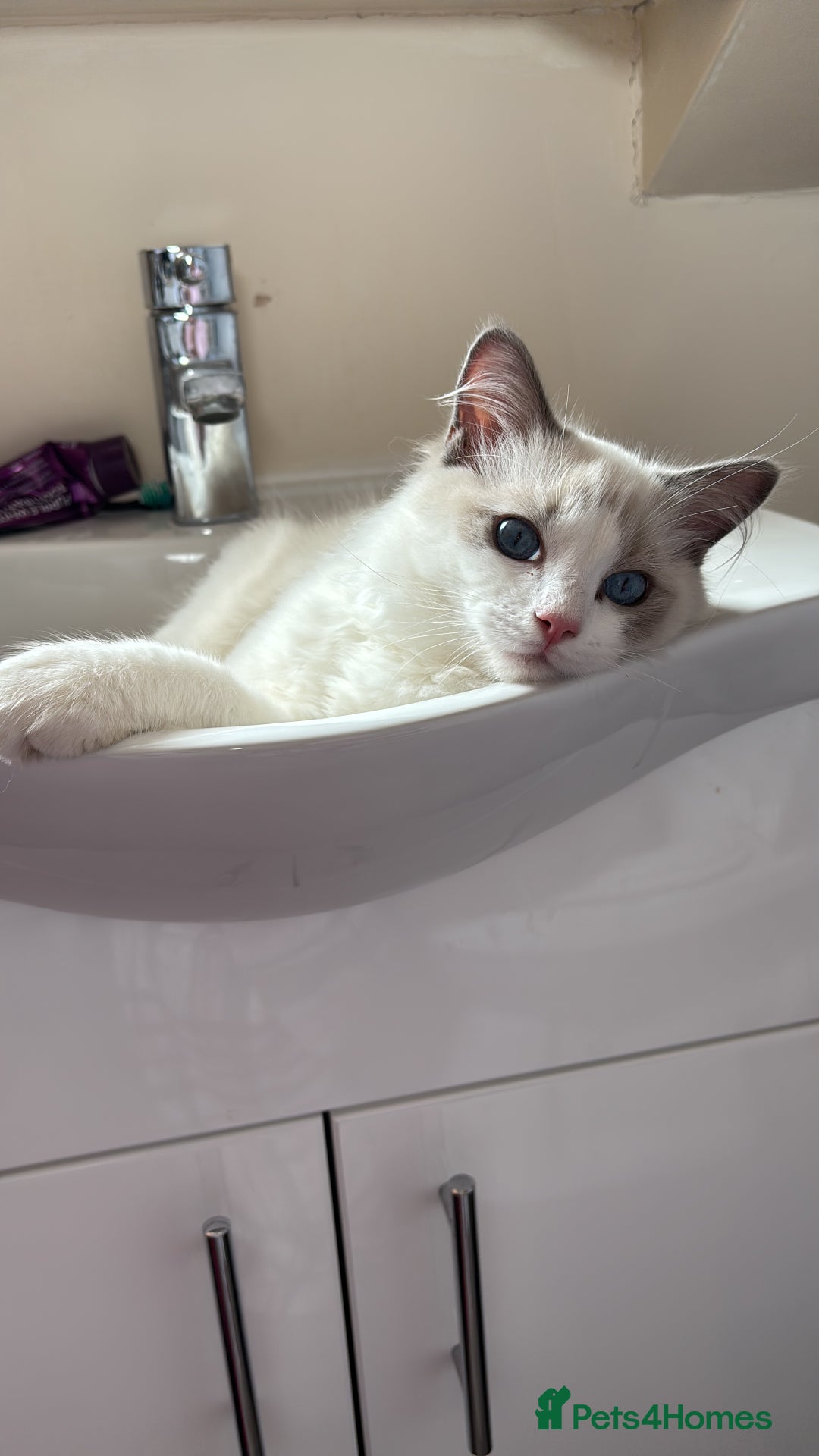 Ragdoll cats for sale: Two male ragdoll cats - Image 3