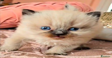 Persian cats Pedigree Persian Himilayan kittens - Advert 16