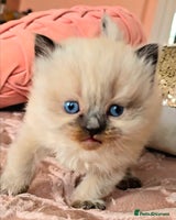 Persian cats Pedigree Persian Himilayan kittens - Advert 3