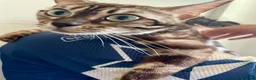 Bengal cats for sale: 🏆Gorgeous Brown Pedigree bengal girl🏆  - Advert 12