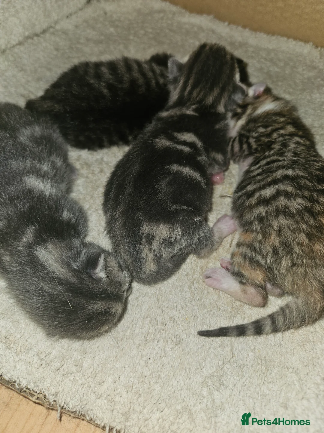 Mixed Breed cats for sale: 2 girls left  - Advert 2