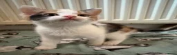Aegean cats for sale: Aegean Kitten Female looking for forever home ❤️ - Advert 1