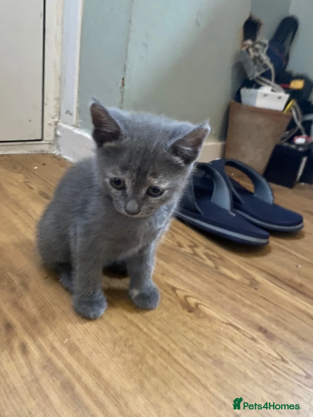British Shorthair cats for sale: Final British Blue Cross Kitten – Ready NOW! - Advert 2