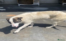Mixed Breed dogs for adoption: Piper, 1.5 yrs approx. Available for adoption. - Image 4
