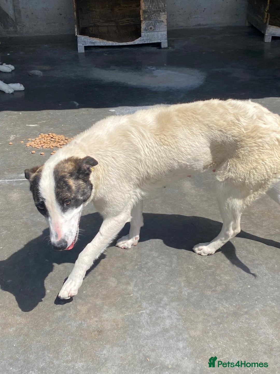 Mixed Breed dogs for adoption: Piper, 1.5 yrs approx. Available for adoption. - Image 4