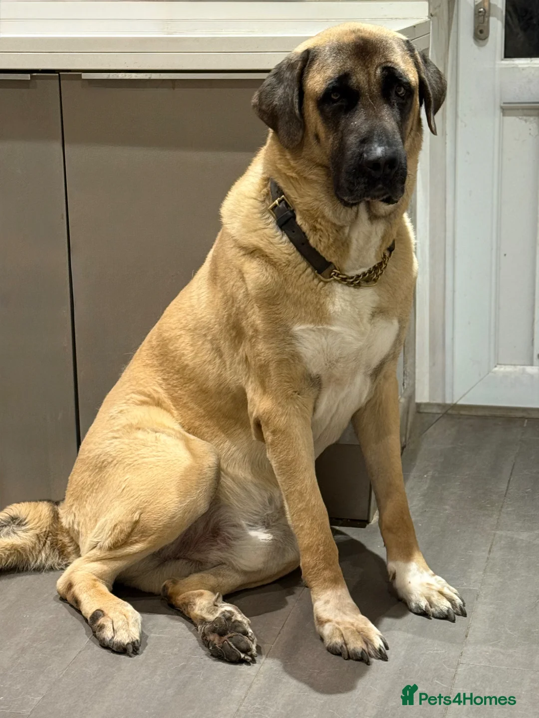 Turkish Kangal dogs for stud: Bruno The Kangal King - Advert 10