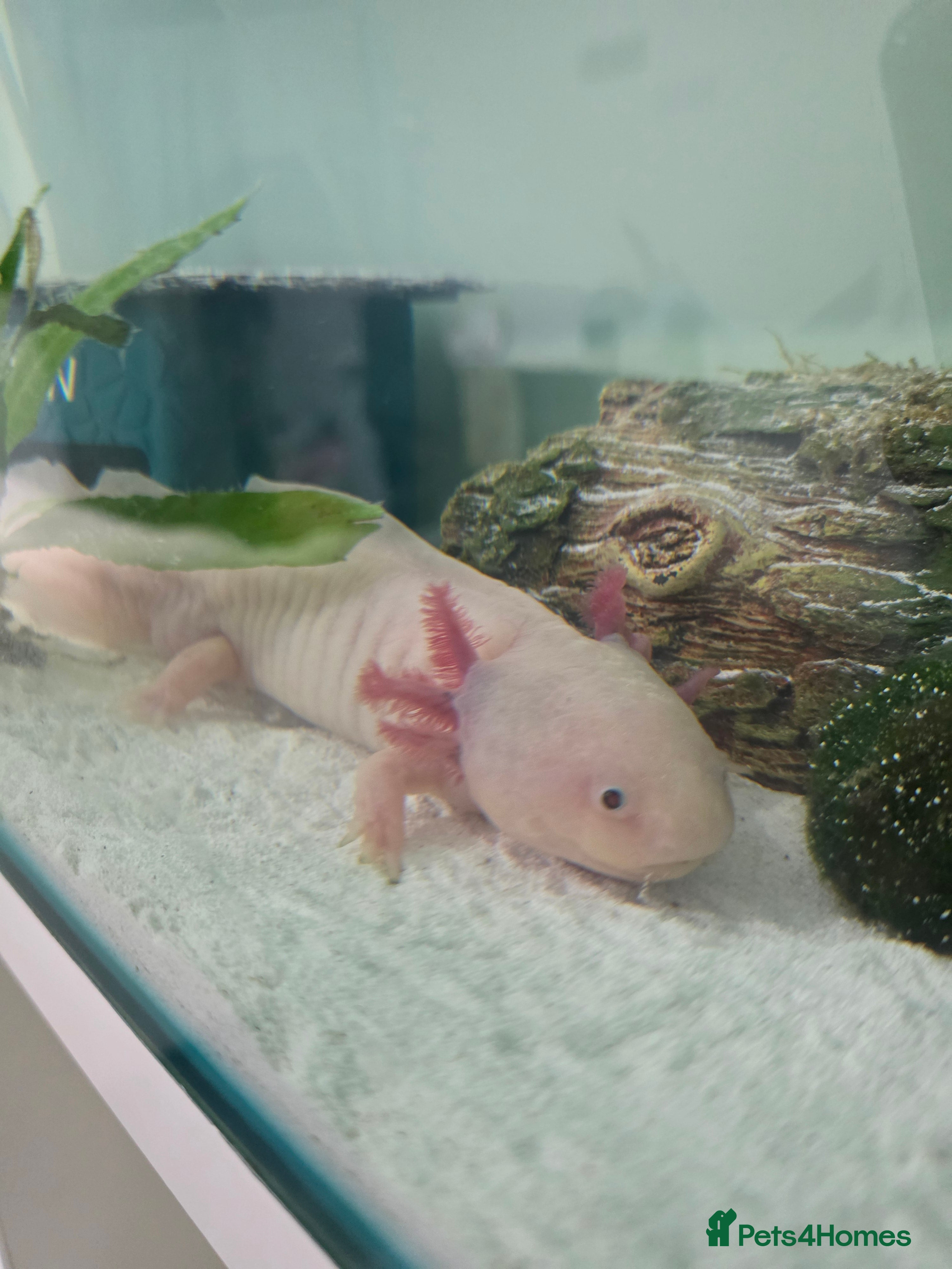 Axolotl reptiles Axolotl  - Advert 2