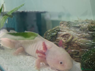 Axolotl reptiles Axolotl - Advert 2