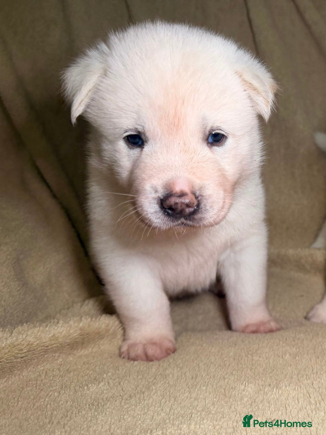 Akita dogs for sale: 7 beautiful American Akita Puppies - Advert 21