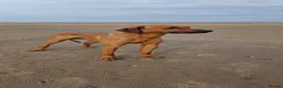 Rhodesian Ridgeback dogs for sale: K.c registered DNA clear pups  in Rotherham - Advert 3