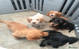 Sprocker dogs for sale: Sprocker pups  - Image 13