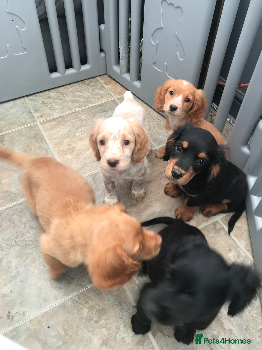 Sprocker dogs for sale: Sprocker pups  - Image 13