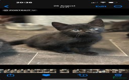Mixed Breed cats for sale: 2 Black Male Kittens - Image 2
