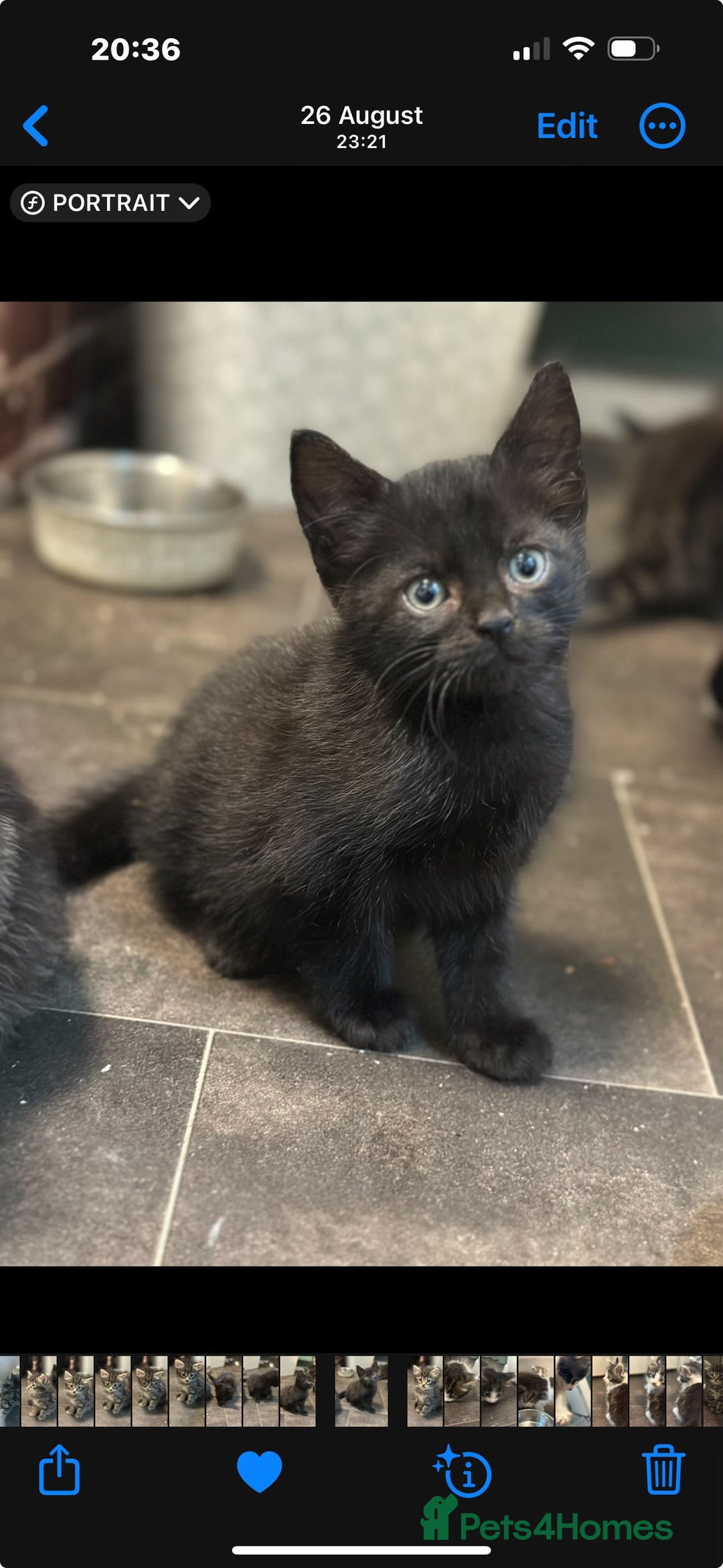 Mixed Breed cats for sale: 2 Black Male Kittens - Image 2