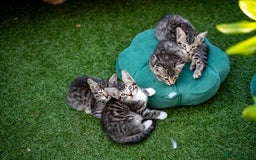 Bengal cats for sale: Gorgeous kittens, Wild-Patterned, Stunning Looks - Image 32