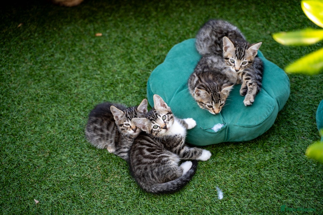 Bengal cats for sale: Gorgeous kittens, Wild-Patterned, Stunning Looks - Image 32