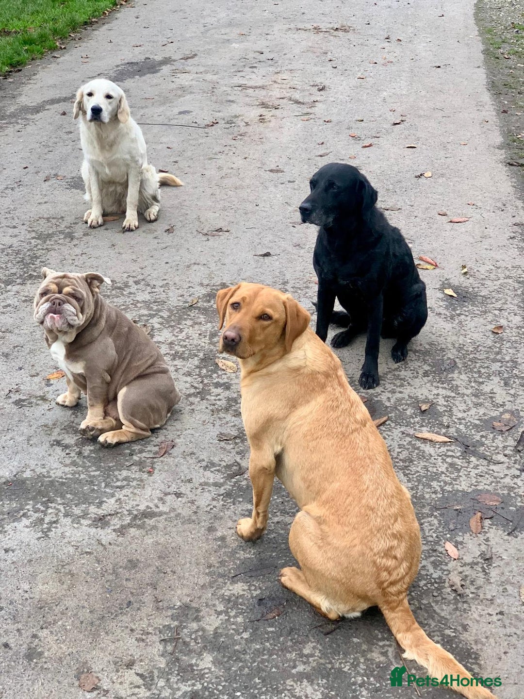 English Bulldog dogs for sale: English Bulldog Puppies Coloured  - Advert 16