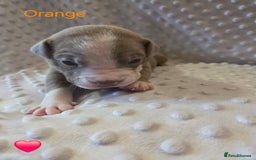 Mixed Breed dogs for sale: Old english bulldross cross american bulldog 😍❤️  - Advert 5