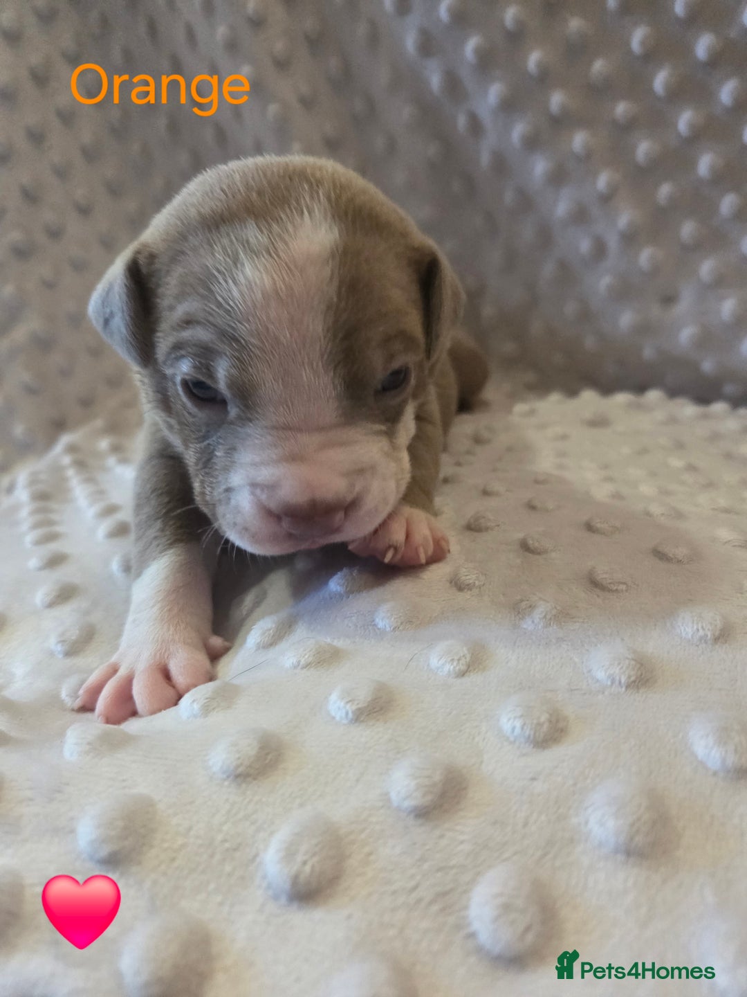 Mixed Breed dogs for sale: Old english bulldross cross american bulldog 😍❤️  - Advert 5