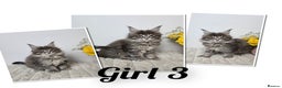 Maine Coon cats for sale: TICA registered maine coon kittens - Advert 4