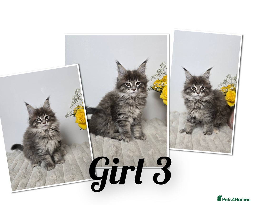 Maine Coon cats for sale: TICA registered maine coon kittens - Advert 4
